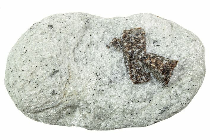 Twinned Staurolite Cross In Glittering Mica-Schist - Russia #240433